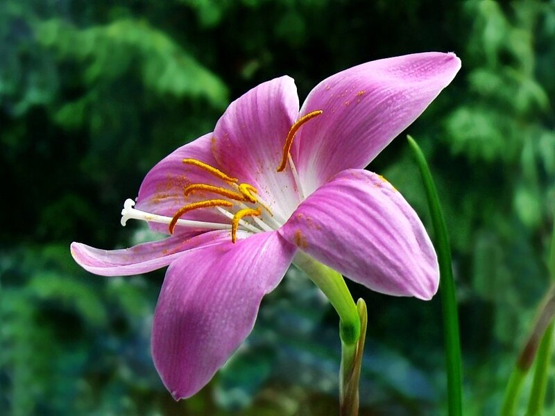 Pink Lily Flower — Purple