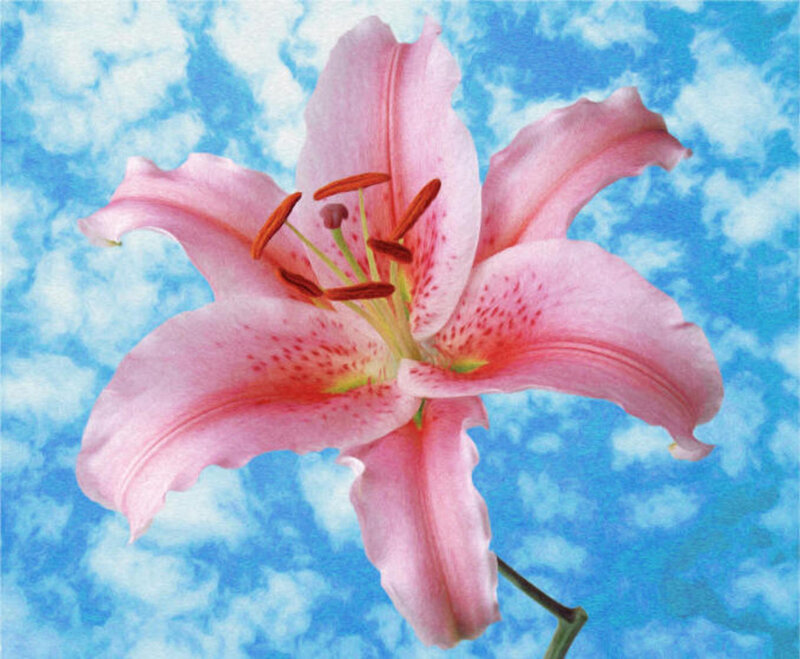 Pink Lily Flower — Serene, Afternoon, Photograph, Clouds