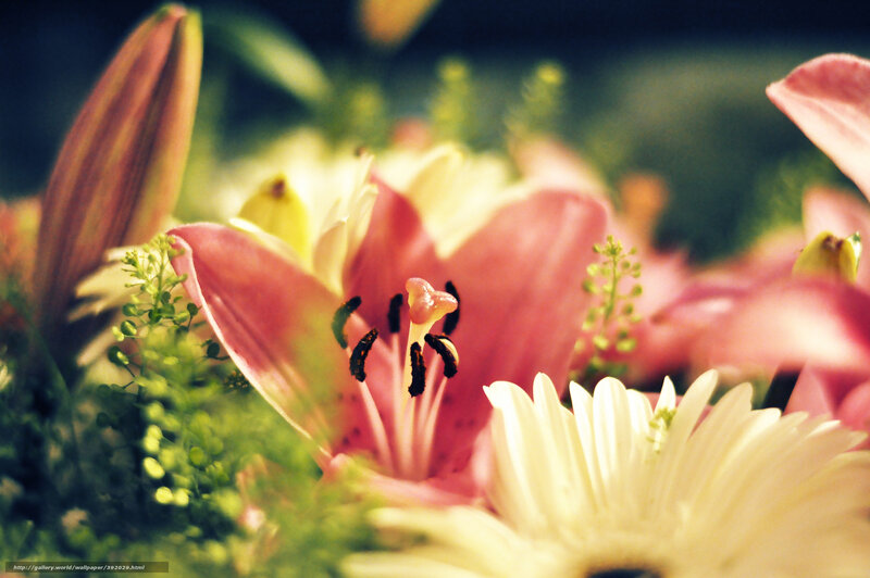 Pink Lily Flower — Serene, Afternoon, Photograph, Green Foliage