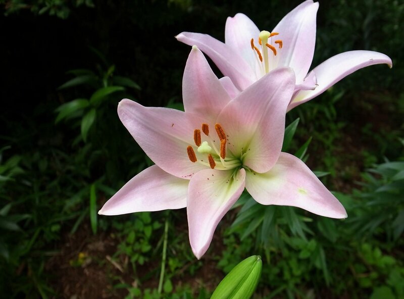 Pink Lily Flower — Serene, Afternoon, Photograph, Green Leaves