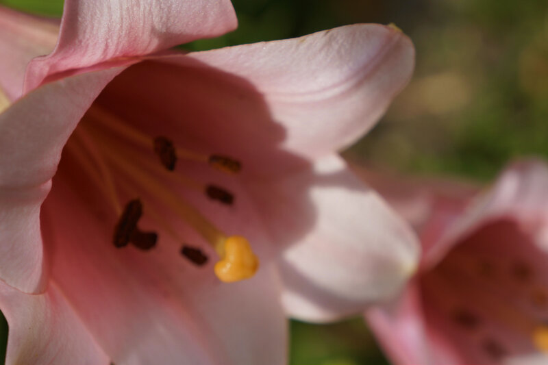 Pink Lily Flower — Serene, Afternoon, Photograph, Stamen
