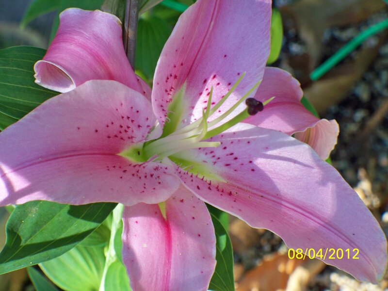 Pink Lily Flower — Serene, Afternoon