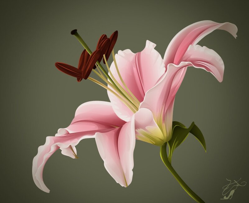 Pink Lily Flower — Serene, Digital Art