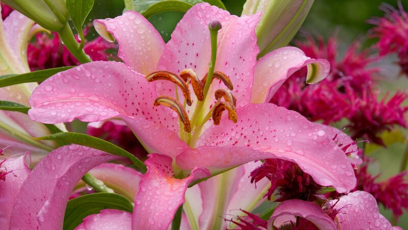 Pink Lily Flower — Serene, Morning, Photograph, Water Droplets