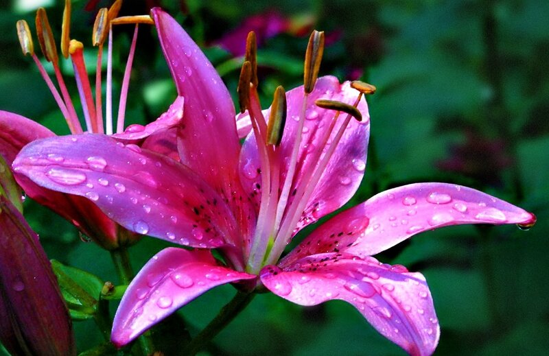 Pink Lily Flower — Serene, Morning