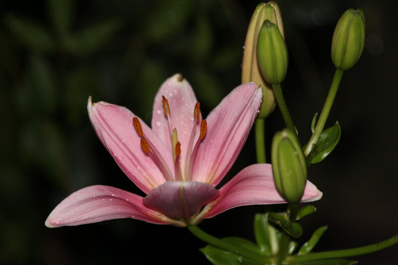 Pink Lily Flower — Serene, Night