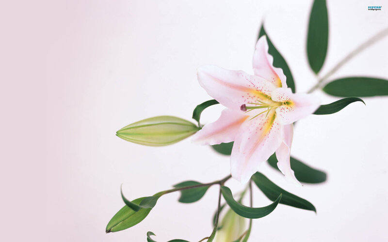 Pink Lily Flower — Serene, Photograph, Bud