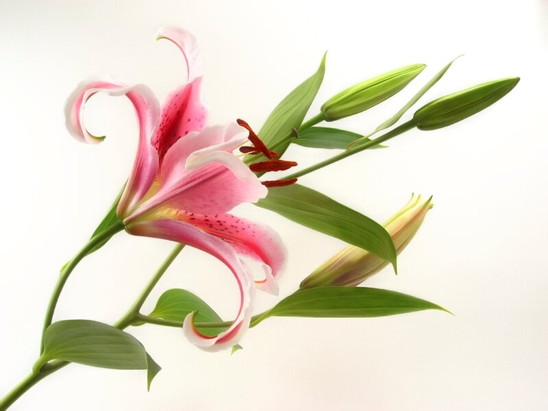 Pink Lily Flower — Serene, Photograph, Buds