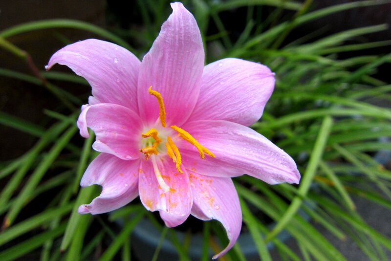 Pink Lily Flower — Serene, Photograph, Green Leaves