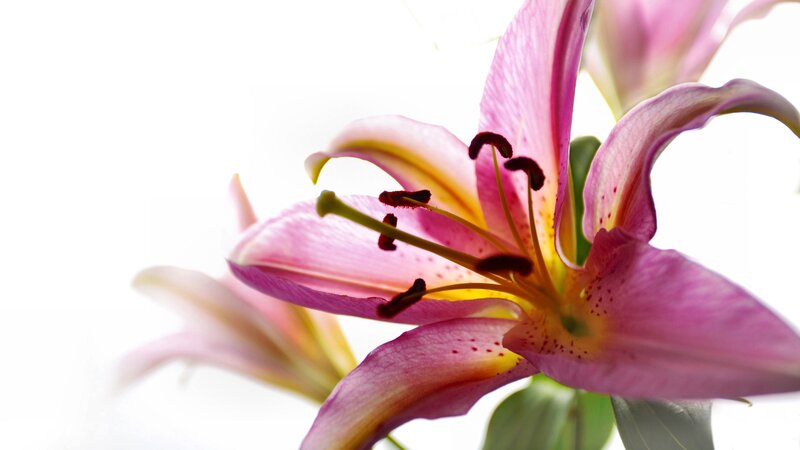 Pink Lily Flower — Serene, Photograph, Petals, Stamen, Green Leaf