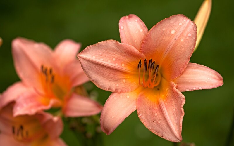 Pink Lily Flower — Serene, Photograph, Petals, Stamen, Raindrops