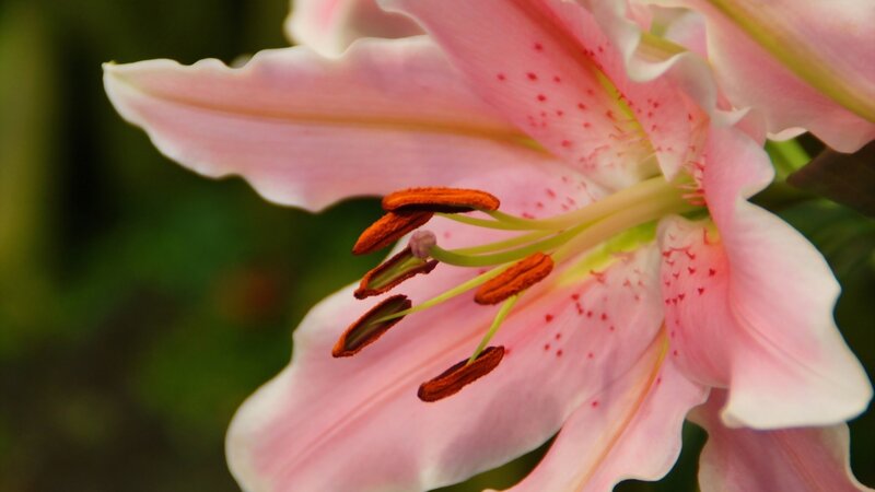 Pink Lily Flower — Serene, Photograph, Petals, Stamen, Spots