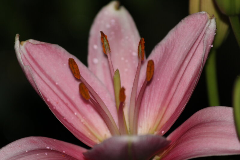 Pink Lily Flower — Serene, Photograph, Petals, Stamen