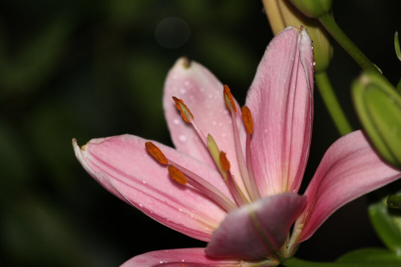 Pink Lily Flower — Serene, Photograph, Petals