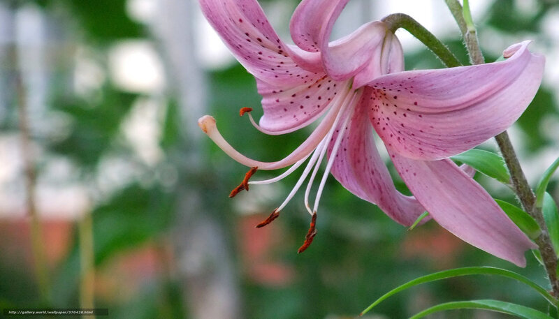 Pink Lily Flower — Serene, Photograph, Stamen, Petal