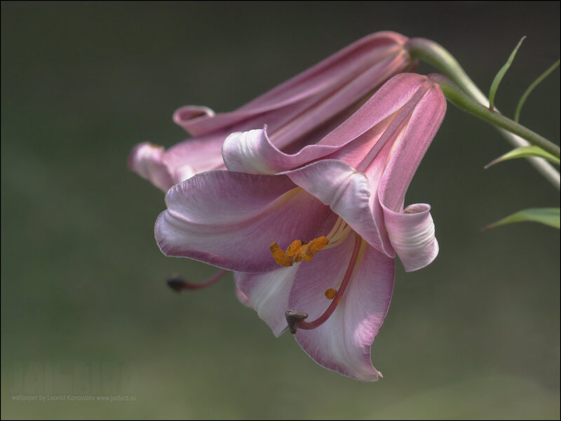 Pink Lily Flower — Serene, Photograph, Stem, Leaves