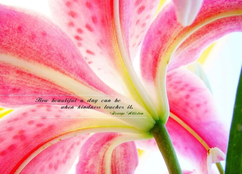 Pink Lily Flower — Serene, Photograph, Stem