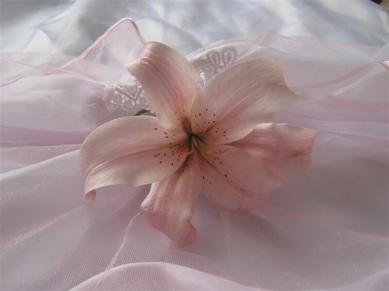 Pink Lily Flower — Serene, Photograph