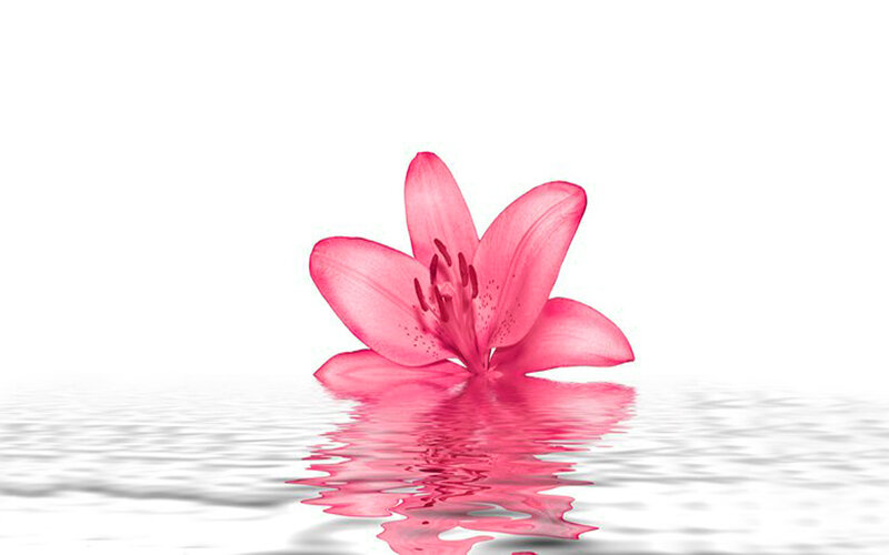 Pink Lily Flower — Serene, Photograph, Water, Reflection