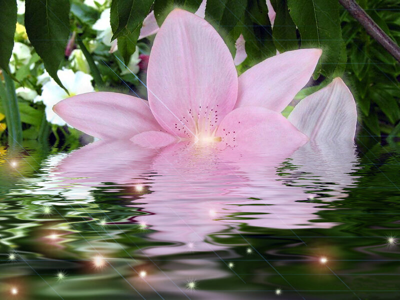 Pink Lily Flower — Serene, Photograph, Water
