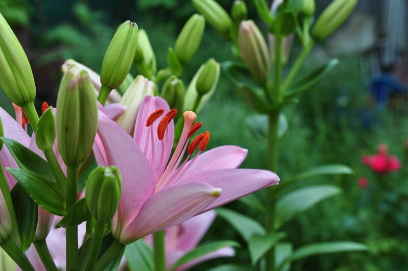 Pink Lily Flower — Serene, Spring, Photograph, Buds
