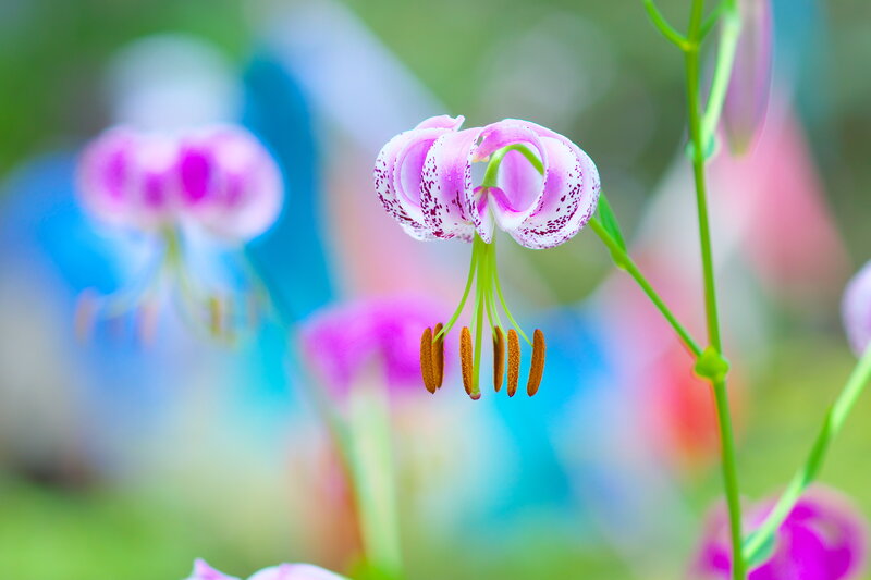 Pink Lily Flower — Serene, Spring, Photograph, Stamen