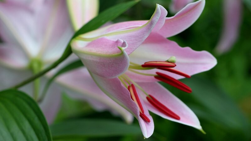 Pink Lily Flower — Serene, Spring, Photograph