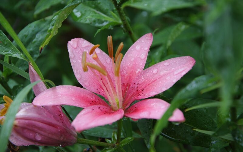 Pink Lily Flower — Serene, Spring
