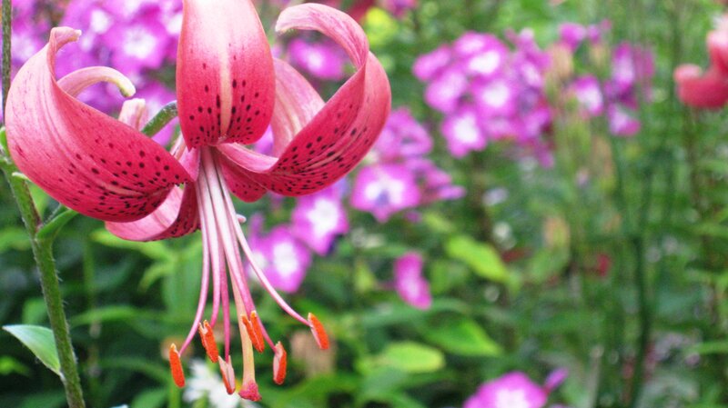 Pink Lily Flower — Serene, Summer, Photograph
