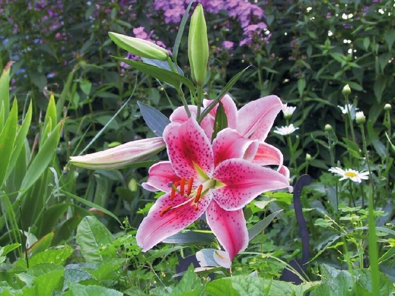 Pink Lily Flower — Serene, Summer