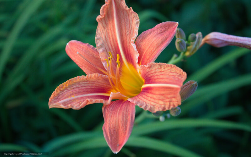 Pink Lily Flower — Serene, Sunset