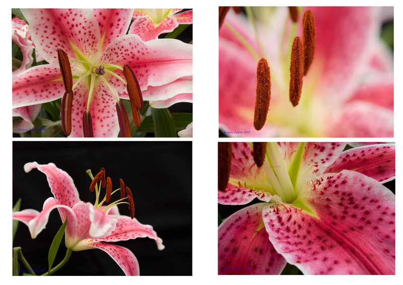 Pink Lily Flower — Serene