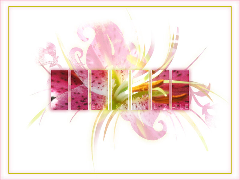 Pink Lily Flower — Soft