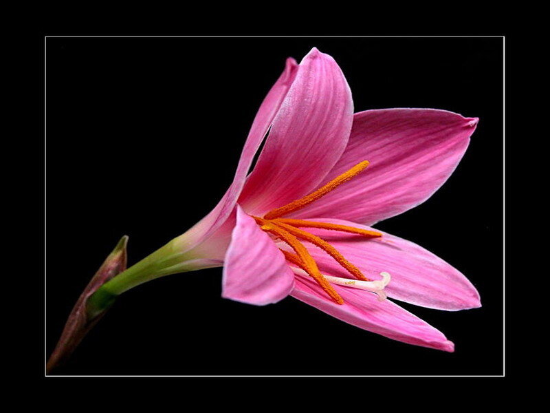 Pink lily flower