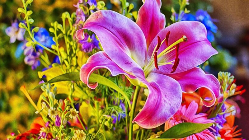Pink Lily Flower — Vibrant, Afternoon