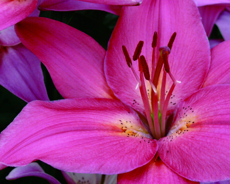 Pink Lily Flower — Vibrant, Photograph