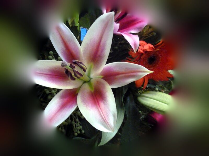 Pink Lily Flower — White, Calm
