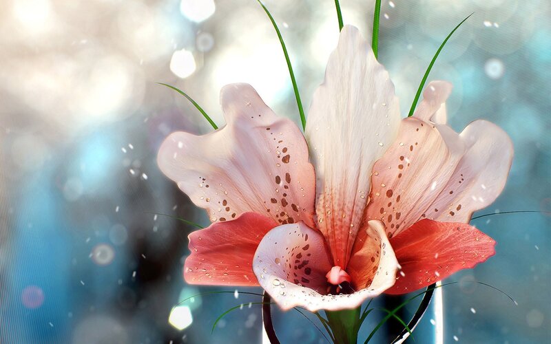 Pink Lily Flower — White, Serene