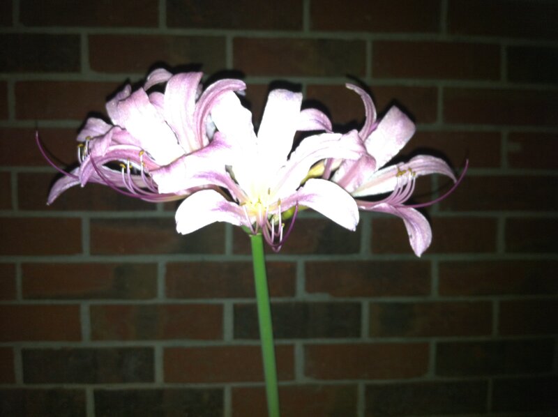 Pink Lily Flower — White