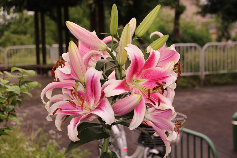 Pink Lily Flowers — Calm, Afternoon, Photograph, Bicycle