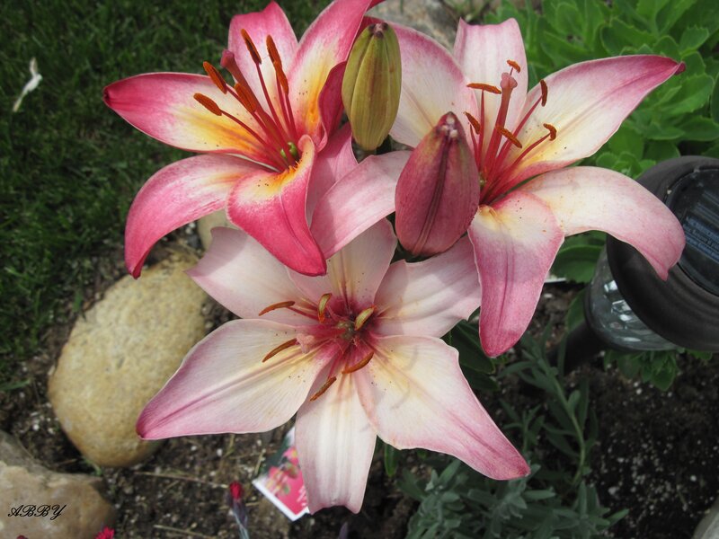 Pink Lily Flowers — Calm, Afternoon, Photograph, Buds