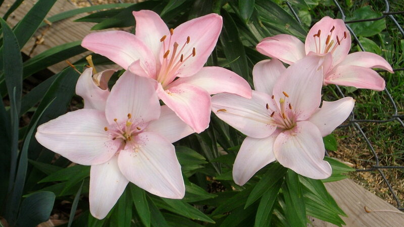 Pink Lily Flowers — Calm, Afternoon