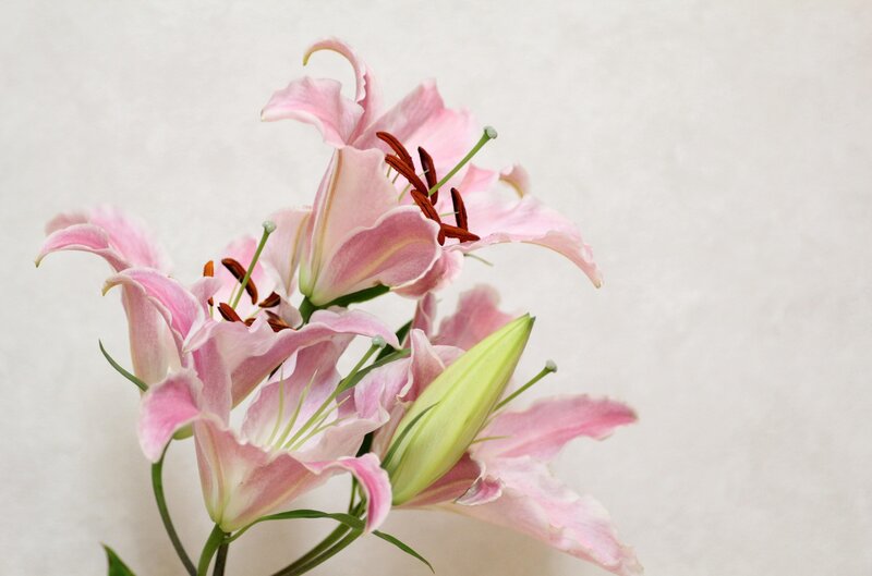 Pink Lily Flowers — Calm, Photograph, Buds, Stamen