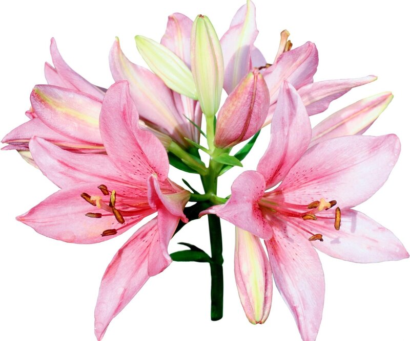 Pink Lily Flowers — Calm, Photograph, Buds, Stem