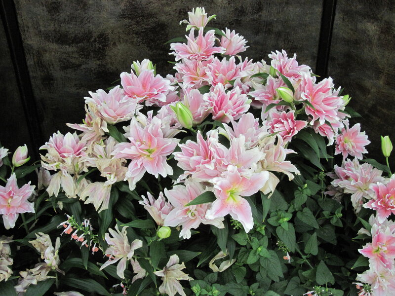 Pink Lily Flowers — Calm, Photograph, Green Leaves