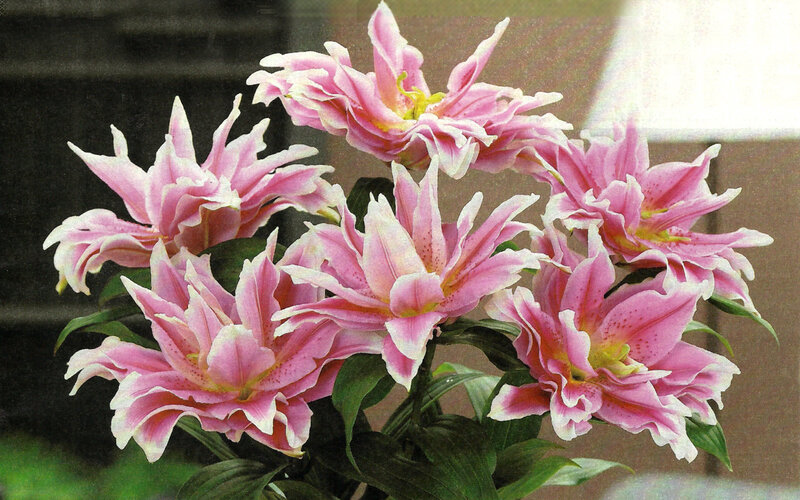 Pink Lily Flowers — Calm, Photograph