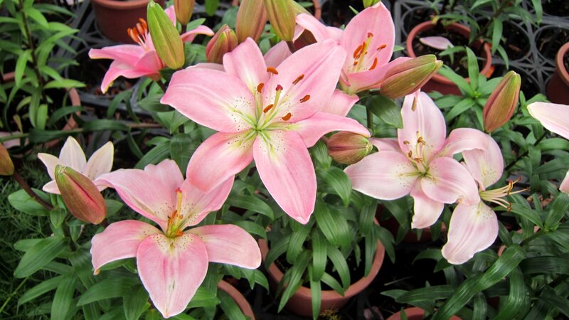 Pink Lily Flowers — Calm, Spring, Photograph, Buds