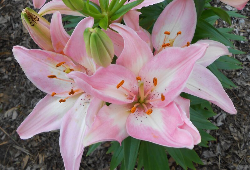 Pink Lily Flowers — Calm, Spring, Photograph, Butterfly
