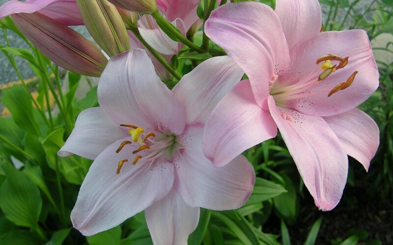 Pink Lily Flowers — Calm, Spring, Photograph, Green Leaves