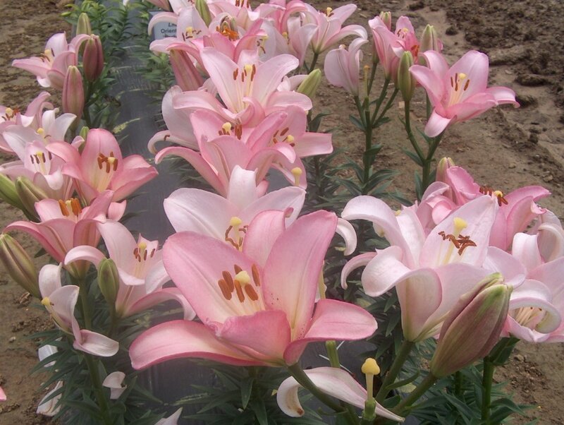Pink Lily Flowers — Calm, Spring, Photograph